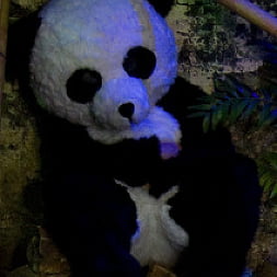 Ashli Orion in 'Kink' PANDAMONIUM!!! PANDA LULLABY!!! PANDA PORNO!!!!! (Thumbnail 18)
